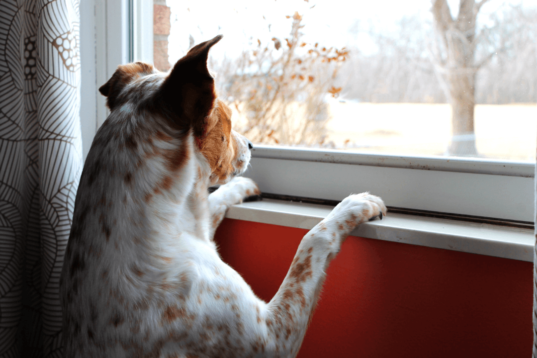 dog looking outside window
