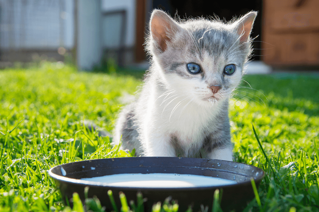 Cat drink milk