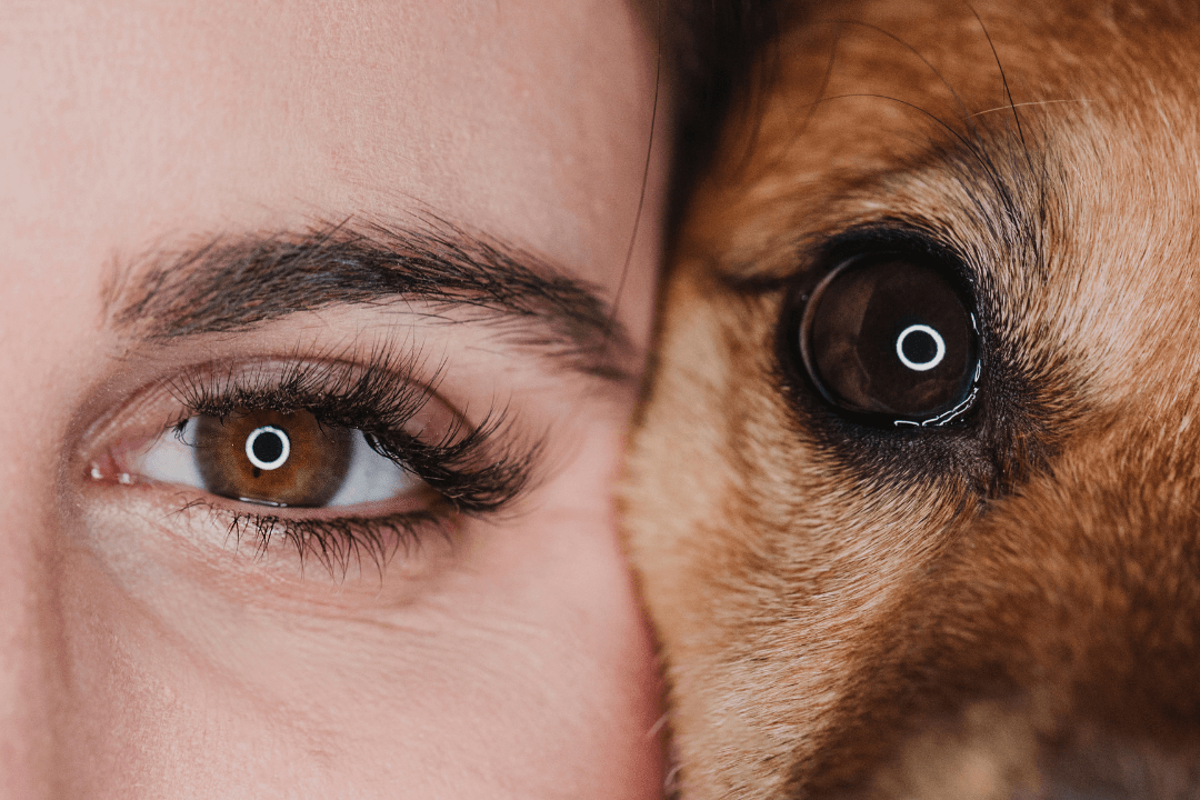 Dog and human eye close up connection