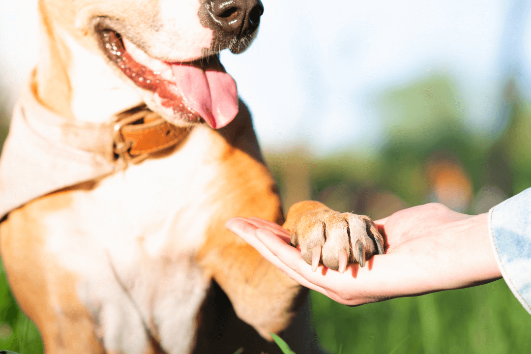 Human hand holding dog paw