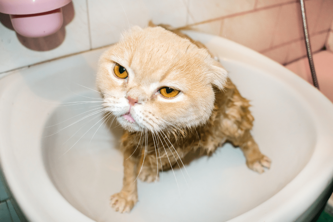 cat hate water