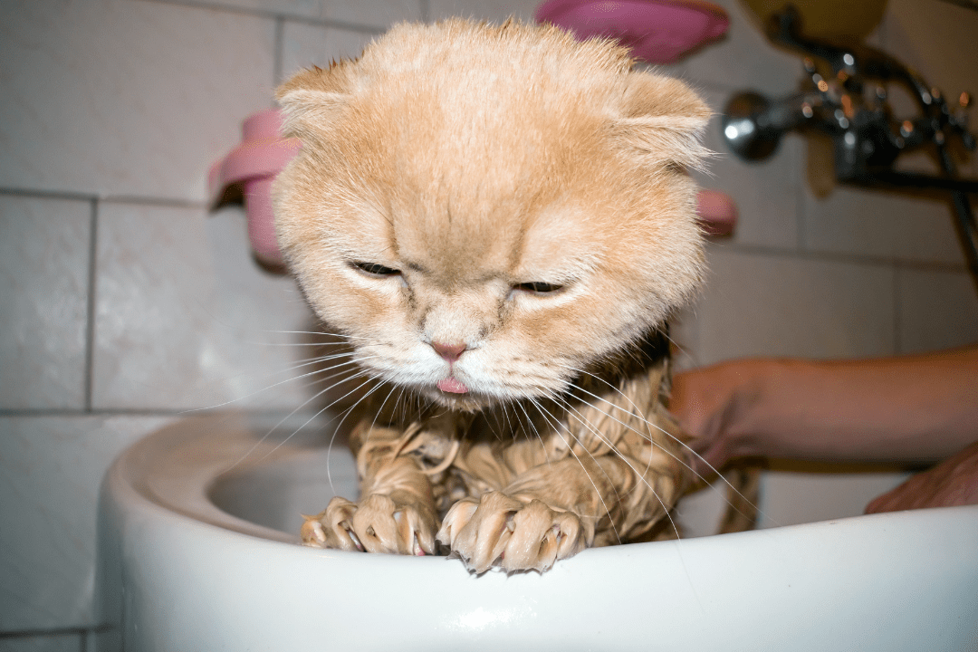 cat hate water bath