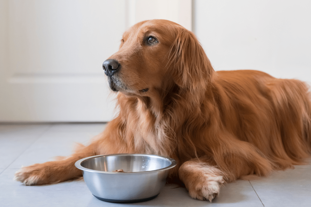 why dog stopped eating