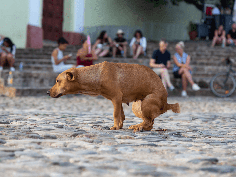 dog stool indications