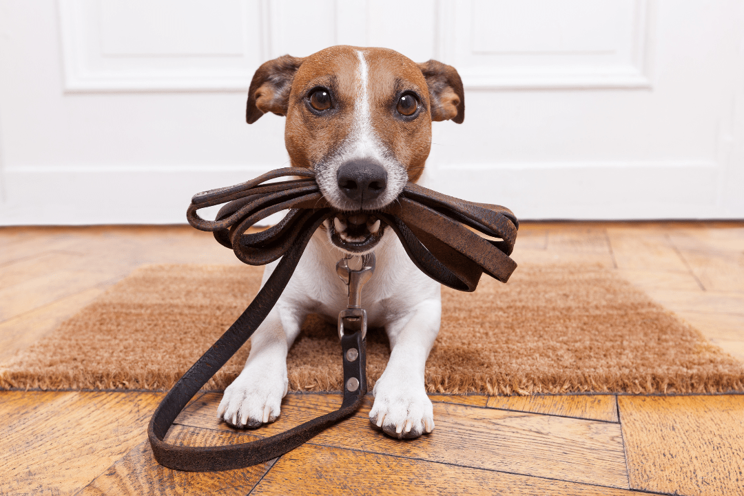 Dog training himself