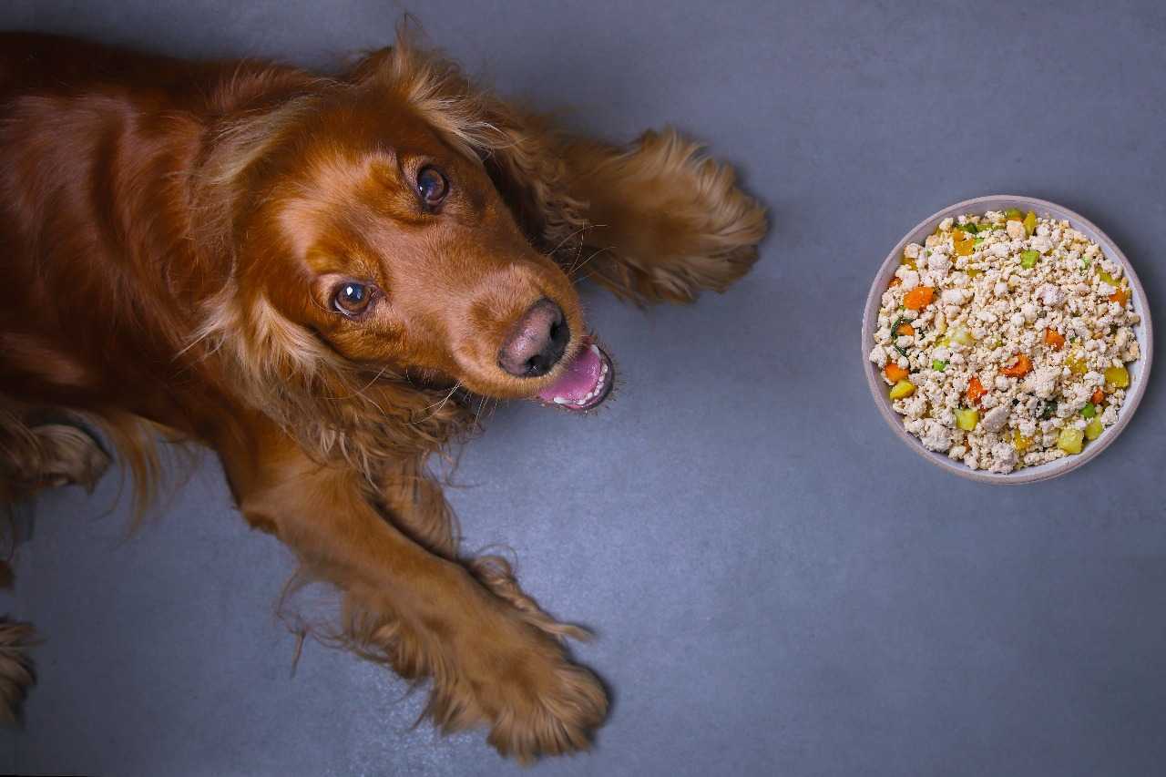 dog smiling next to fresh food bowl