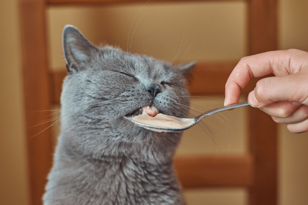 Cat eating yogurt