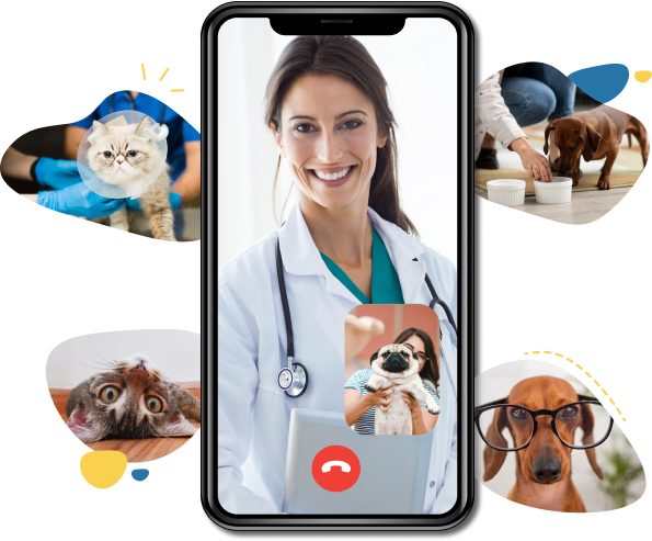 Vet Connect | Pawpots UAE