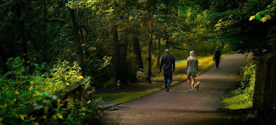 People walking their dogs on a tree-lined path