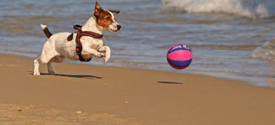 Jack Russell terrier leaping after a ball on a sandy beach